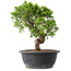 Juniperus chinensis Itoigawa, 30 cm, ± 15 Jahre alt