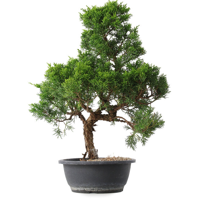 Juniperus chinensis Kishu, 49 cm, ± 15 años