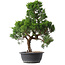 Juniperus chinensis Kishu, 49 cm, ± 15 ans