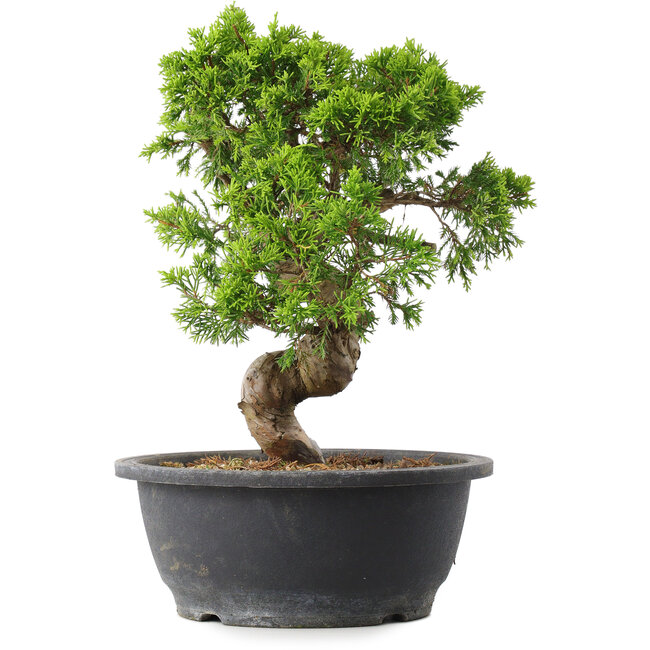 Juniperus chinensis Itoigawa, 30 cm, ± 15 años