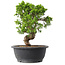 Juniperus chinensis Itoigawa, 30 cm, ± 15 jaar oud