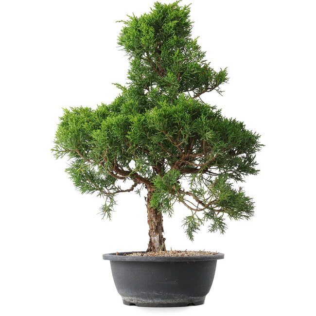 Juniperus chinensis Kishu, 49 cm, ± 15 ans