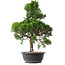 Juniperus chinensis Kishu, 49 cm, ± 15 ans