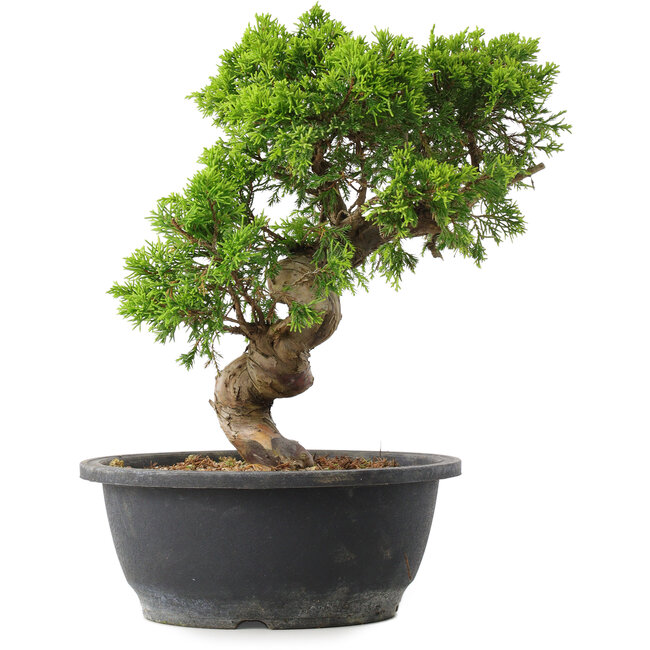 Juniperus chinensis Itoigawa, 30 cm, ± 15 Jahre alt