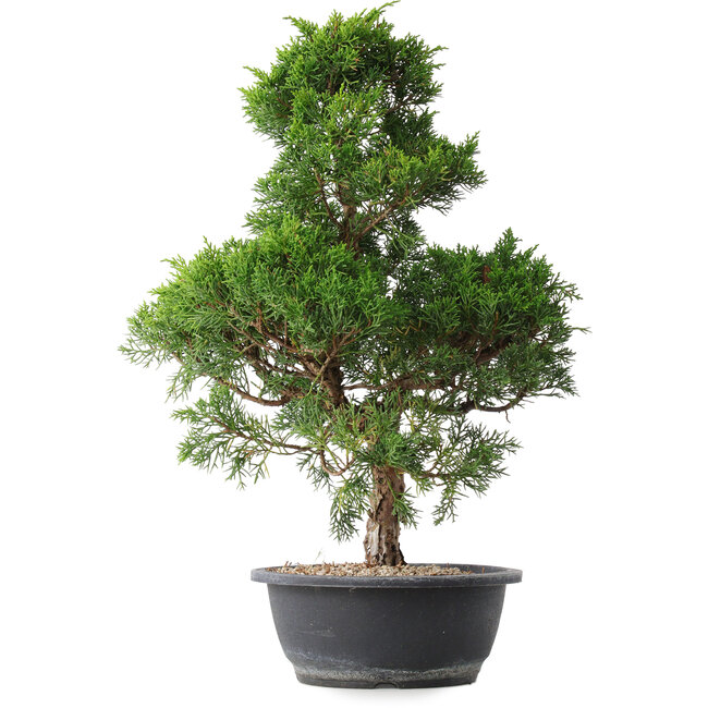 Juniperus chinensis Kishu, 49 cm, ± 15 years old