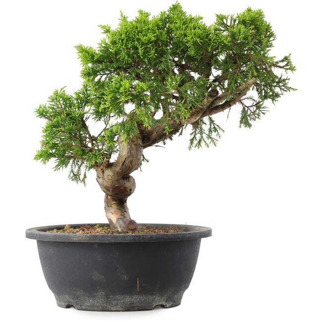 Juniperus chinensis Itoigawa, 30 cm, ± 15 anni