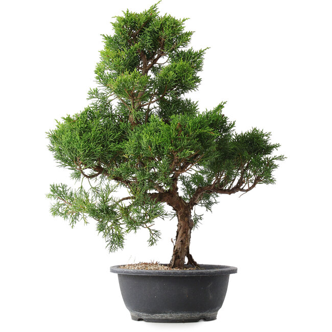 Juniperus chinensis Kishu, 49 cm, ± 15 years old
