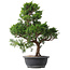 Juniperus chinensis Kishu, 49 cm, ± 15 ans