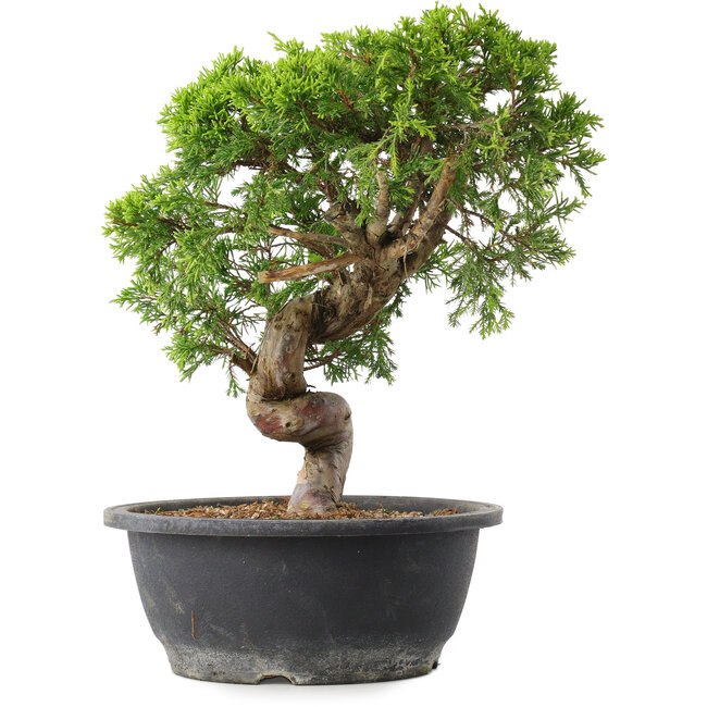 Juniperus chinensis Itoigawa, 30 cm, ± 15 years old
