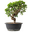 Juniperus chinensis Itoigawa, 30 cm, ± 15 ans