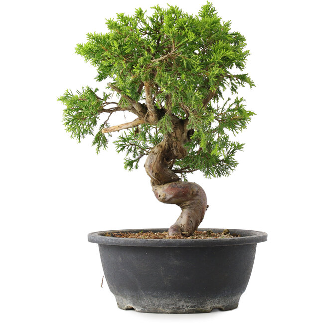 Juniperus chinensis Itoigawa, 30 cm, ± 15 years old