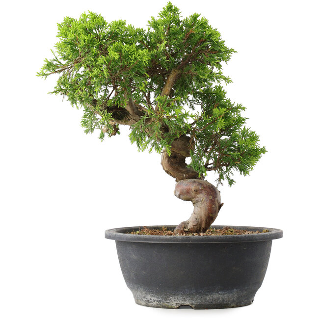 Juniperus chinensis Itoigawa, 30 cm, ± 15 years old