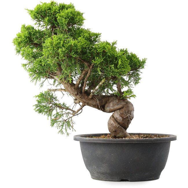 Juniperus chinensis Itoigawa, 31,5 cm, ± 15 jaar oud