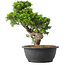 Juniperus chinensis Itoigawa, 31,5 cm, ± 15 jaar oud