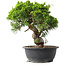 Juniperus chinensis Itoigawa, 29 cm, ± 15 jaar oud