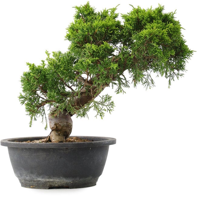 Juniperus chinensis Itoigawa, 28,5 cm, ± 15 anni