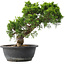 Juniperus chinensis Itoigawa, 28,5 cm, ± 15 jaar oud