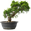 Juniperus chinensis Itoigawa, 28,5 cm, ± 15 Jahre alt
