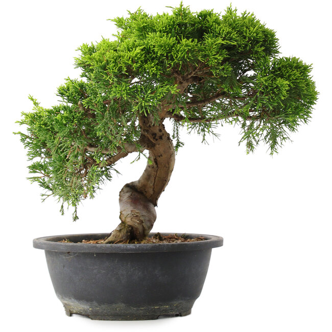 Juniperus chinensis Itoigawa, 28,5 cm, ± 15 ans