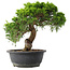 Juniperus chinensis Itoigawa, 28,5 cm, ± 15 Jahre alt