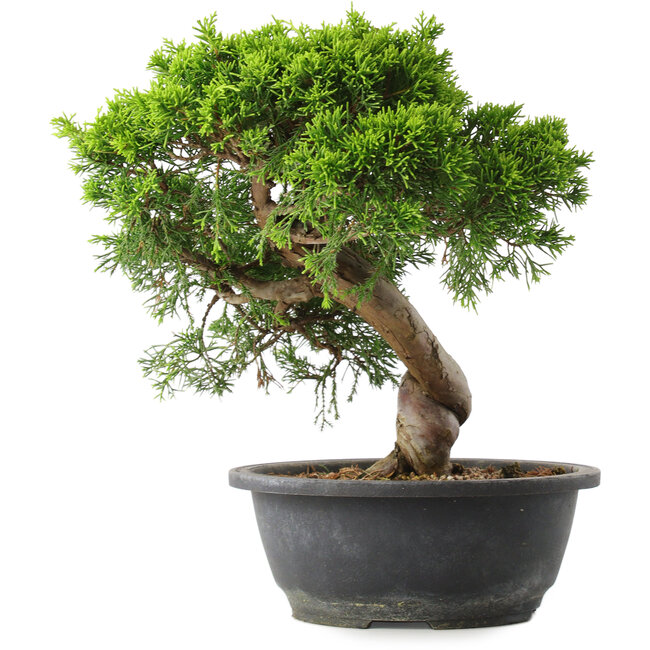 Juniperus chinensis Itoigawa, 28,5 cm, ± 15 ans
