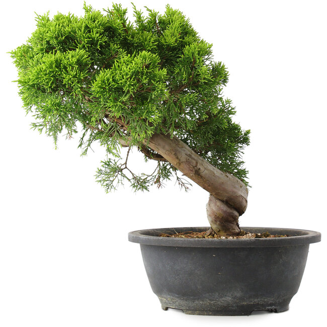Juniperus chinensis Itoigawa, 28,5 cm, ± 15 ans