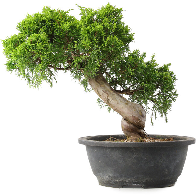 Juniperus chinensis Itoigawa, 28,5 cm, ± 15 Jahre alt