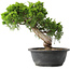 Juniperus chinensis Itoigawa, 28,5 cm, ± 15 Jahre alt