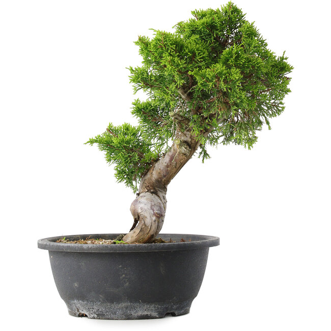 Juniperus chinensis Itoigawa, 30,5 cm, ± 15 Jahre alt