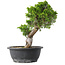 Juniperus chinensis Itoigawa, 30,5 cm, ± 15 años