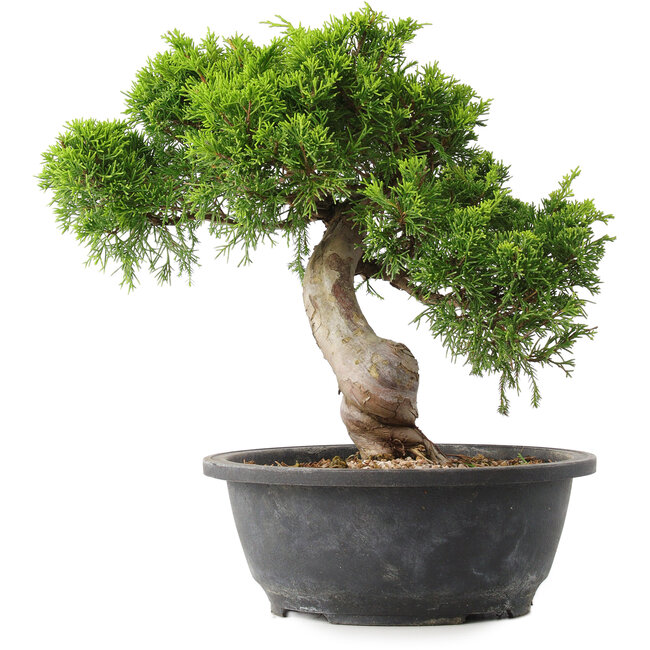 Juniperus chinensis Itoigawa, 28,5 cm, ± 15 ans