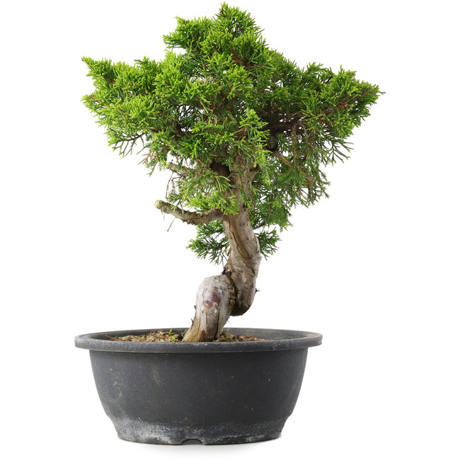 Juniperus chinensis Itoigawa, 30,5 cm, ± 15 jaar oud