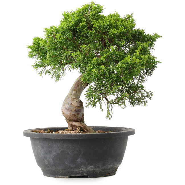 Juniperus chinensis Itoigawa, 28,5 cm, ± 15 Jahre alt