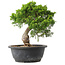 Juniperus chinensis Itoigawa, 28,5 cm, ± 15 Jahre alt