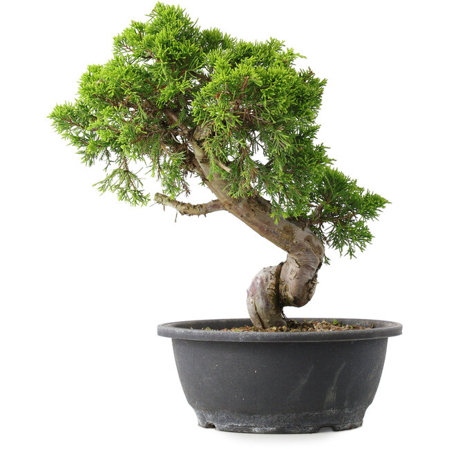 Juniperus chinensis Itoigawa, 30,5 cm, ± 15 anni