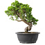 Juniperus chinensis Itoigawa, 30,5 cm, ± 15 años