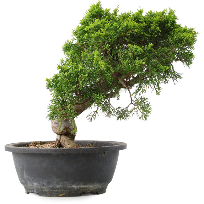Juniperus chinensis Itoigawa, 28,5 cm, ± 15 jaar oud
