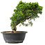 Juniperus chinensis Itoigawa, 28,5 cm, ± 15 Jahre alt
