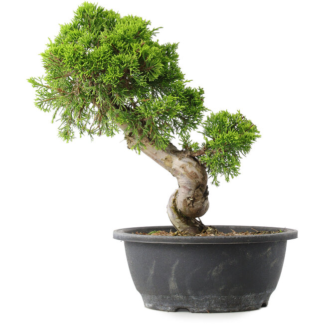 Juniperus chinensis Itoigawa, 30,5 cm, ± 15 anni
