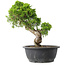 Juniperus chinensis Itoigawa, 30,5 cm, ± 15 jaar oud