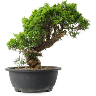 Juniperus chinensis Itoigawa, 28 cm, ± 15 Jahre alt