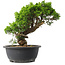 Juniperus chinensis Itoigawa, 28 cm, ± 15 anni