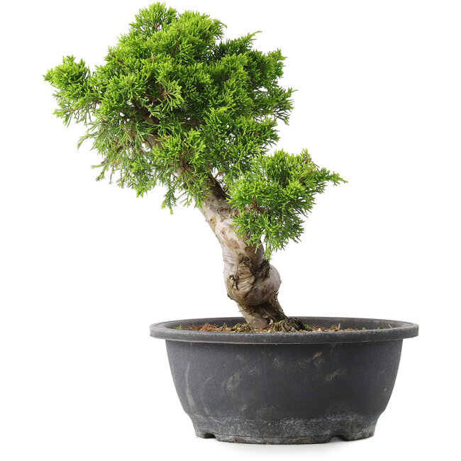 Juniperus chinensis Itoigawa, 30,5 cm, ± 15 ans