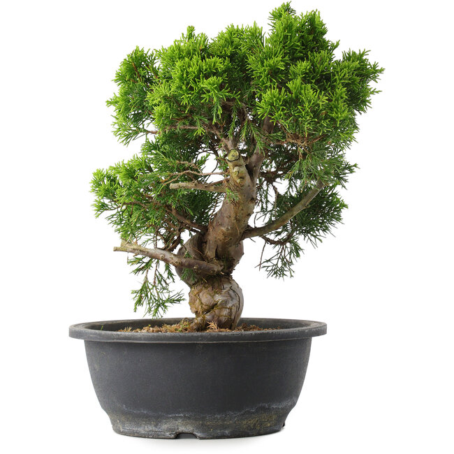Juniperus chinensis Itoigawa, 28 cm, ± 15 Jahre alt