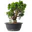 Juniperus chinensis Itoigawa, 28 cm, ± 15 años