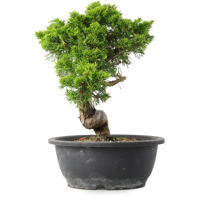 Juniperus chinensis Itoigawa, 30,5 cm, ± 15 anni