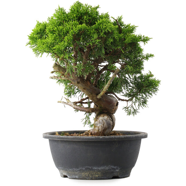 Juniperus chinensis Itoigawa, 28 cm, ± 15 anni