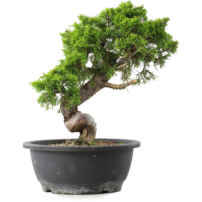 Juniperus chinensis Itoigawa, 30,5 cm, ± 15 años