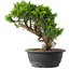 Juniperus chinensis Itoigawa, 28 cm, ± 15 anni