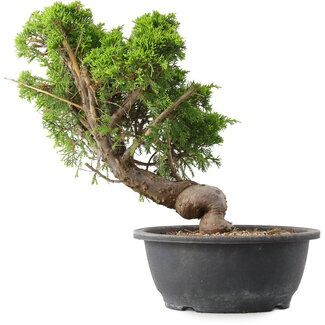 Juniperus chinensis Itoigawa, 30,5 cm, ± 15 anni